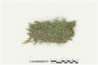 藏品(油苔目)的圖片